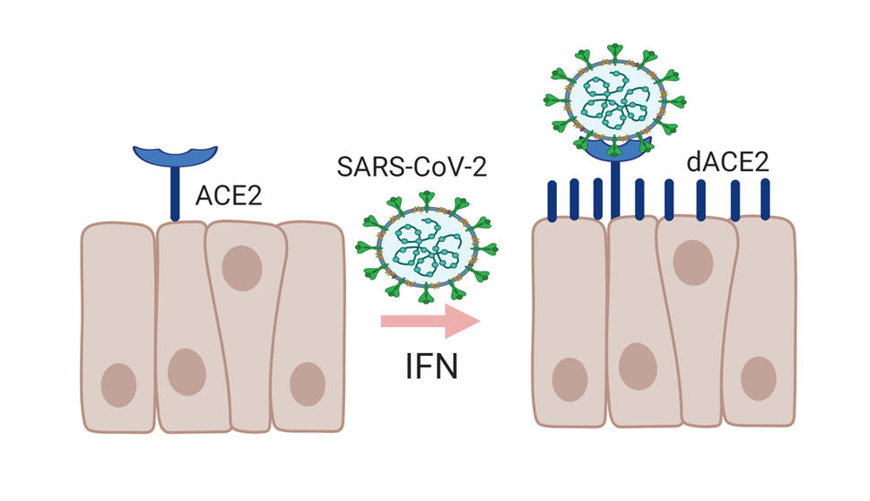 Diagram illustrating the interaction between SARS-CoV-2 and ACE2 receptors on cell surfaces. On the left, the virus approaches cells with ACE2 receptors. An arrow labeled "IFN" points to the right, showing cells with dACE2 receptors interacting with the virus